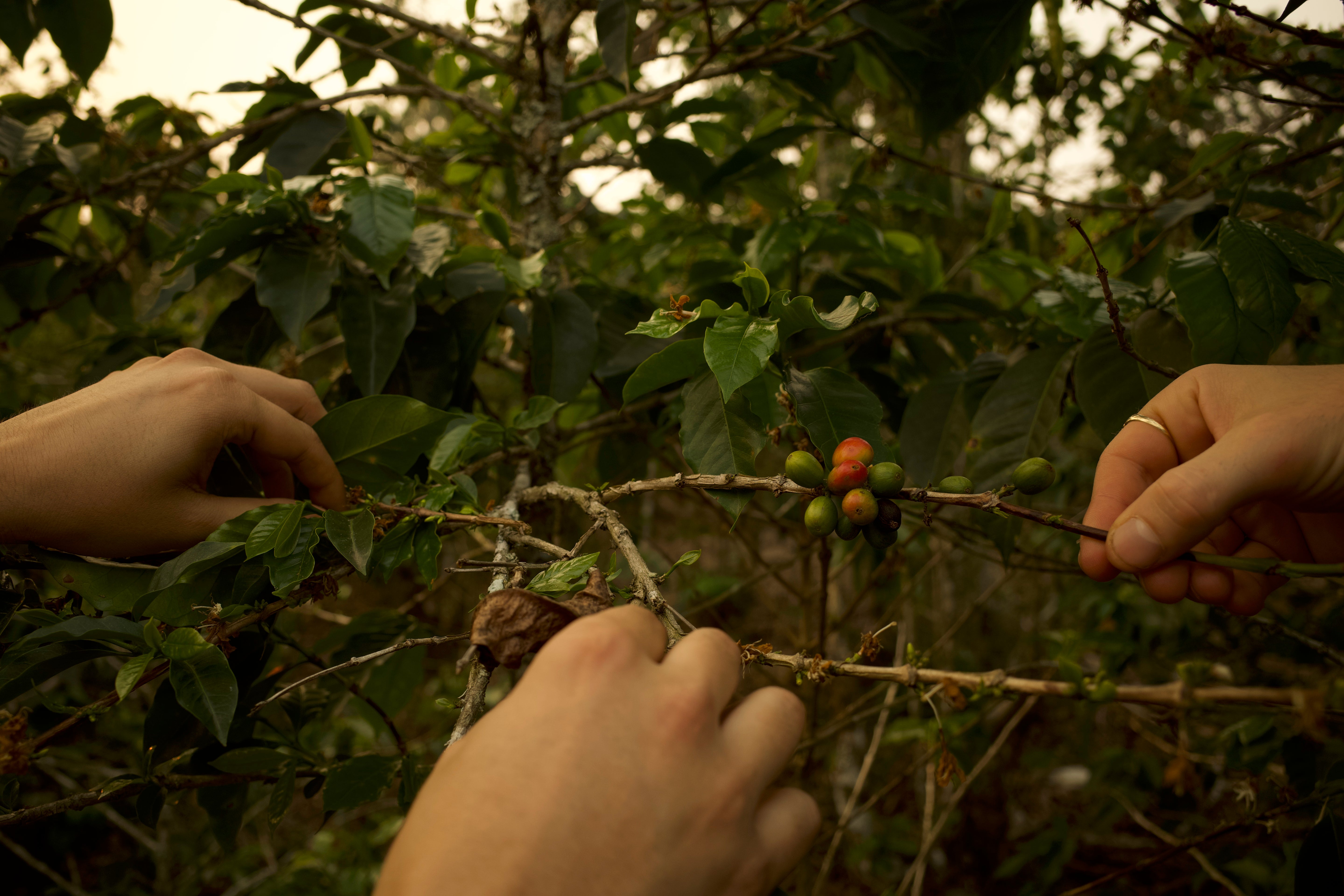 La Violeta - House Espresso - Workplace Subscription